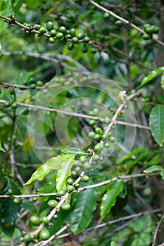 Croydon Plantation is a working plantation nestled in the foothills of the Catadupa mountains near Montego Bay, Jamaica