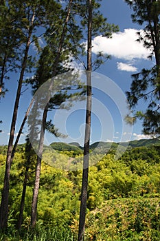 Croydon Plantation is a working plantation nestled in the foothills of the Catadupa mountains near Montego Bay, Jamaica