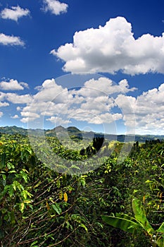 Croydon Plantation is a working plantation nestled in the foothills of the Catadupa mountains near Montego Bay, Jamaica