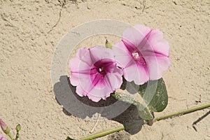 Ipomoea pes-caprae Sweet,  Beach Morning Glory, Ipomoea Pes-caprae, Calystegia soldanella photo