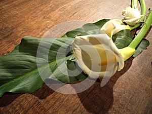 A single Calla Lily, Zantedeschia aethiopica,