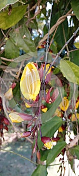 Thunbergia Mysorensis, sapatinho de Judia photo
