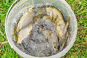 Crucian in bucket on grass