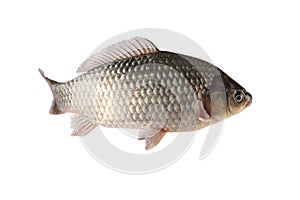 Crucian carp