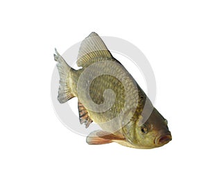 Crucian carp