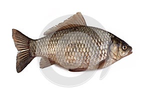 Crucian carp