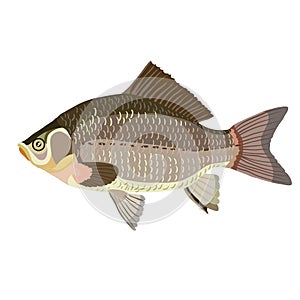 crucian carp, brown river fish, cartoon illustration, isolated object on white background, vector