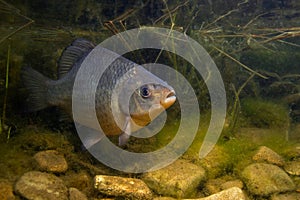 Crucian carp (Carassius carassius)