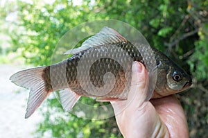 Crucian carp caught in his hand