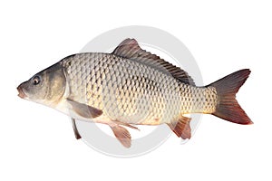 Crucian carp fish isolate