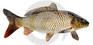 Crucian carp fish isolated. Side view, raised fins. Isolated