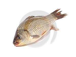 Crucian carp fish on white background