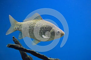 Crucian carp