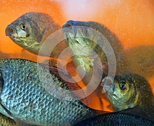 Crucian carp in muddy pond water