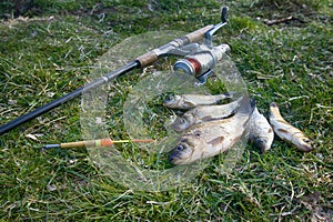 crucian carp in north ponds.