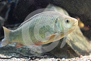 Crucian carp