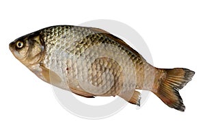 Crucian fish