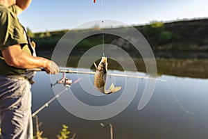 Crucian fish caught on bait by the lake, hanging on a hook on a fishing rod, in the background an angler catching fishes.