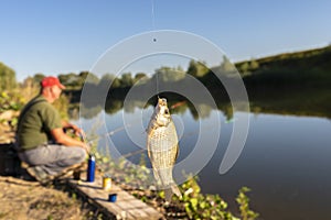 Crucian fish caught on bait by the lake, hanging on a hook on a fishing rod, in the background an angler catching fishes.