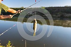 Crucian fish caught on bait by the lake, hanging on a hook on a fishing rod, in the background a man throwing a fishing pole.