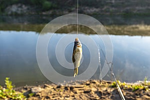 Crucian fish caught on bait by the lake, hanging on a hook on a fishing rod, sunny morning.