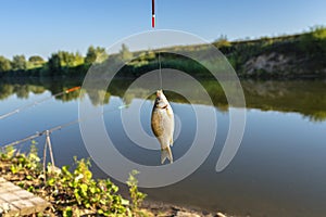 Crucian fish caught on bait by the lake, hanging on a hook on a fishing rod, sunny morning.