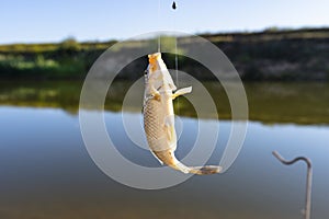 Crucian fish caught on bait by the lake, hanging on a hook on a fishing rod, sunny morning.