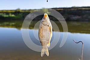 Crucian fish caught on bait by the lake, hanging on a hook on a fishing rod, sunny morning.