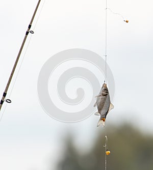 Crucian on a fishing rod hook