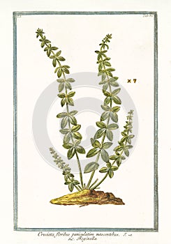 Cruciata floribus paniculatim Cruciata glabra