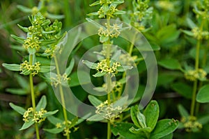 Cruciata glabra Croisette glabre Croisette de printemps