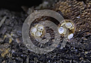 Crucibulum laeve (Common bird\'s nest fungus). photo