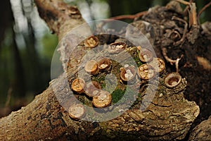 Crucibulum laeve fungus photo