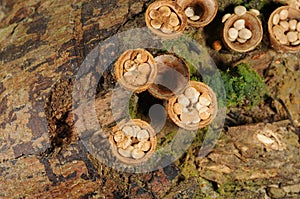 Crucibulum laeve fungus photo
