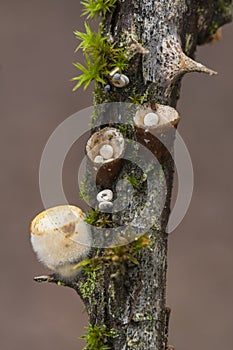 Crucibulum laeve photo