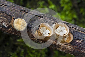 Crucibulum laeve , growing on a log photo