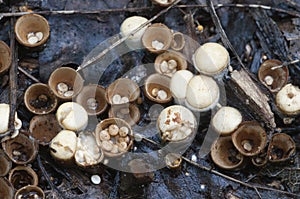 Crucibulum laeve mushrooms