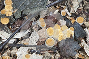 Crucibulum laeve mushrooms photo