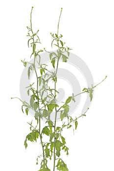 Crucifera Sisymbrium