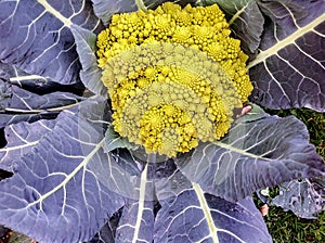 Cruciferous califlower