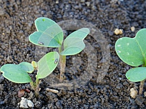 Cruciferous fleas on plants, loss of rapeseed crop