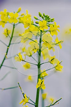 Cruciferous flowers