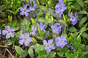 Cruciform periwinkle with blue flowers