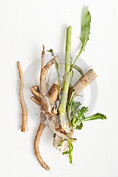 Crude chicory root Cichorium intybus with leaves on a white background