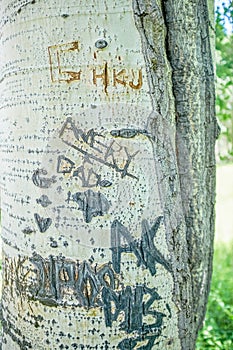 Crude graffiti and names carved into a tree