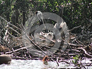 Crude oil in Barataria Bay threatens a pelican rookery following the Deepwater Horizon oil spill