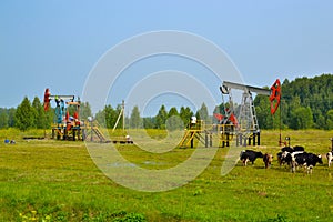 Crude oil pump in the middle in the middle of the field, a herd of cows among the oil rockers. Oil production in Russia, Republic