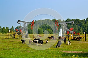 Crude oil pump in the middle in the middle of the field, a herd of cows among the oil rockers. Oil production in Russia, Republic