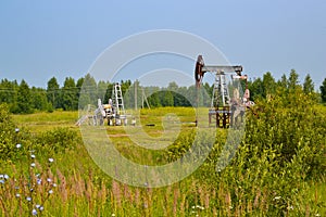 Crude oil pump in the middle in the middle of the field, a herd of cows among the oil rockers. Oil production in Russia, Republic