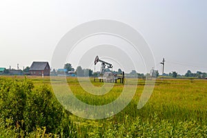 Crude oil pump in the middle in the middle of the field, a herd of cows among the oil rockers. Oil production in Russia, Republic